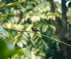 Leptocoma brasiliana