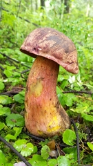 Boletus michoacanus