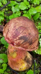 Boletus michoacanus