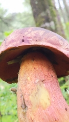 Boletus michoacanus