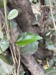 Drypetes reticulata