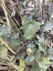 Drypetes reticulata