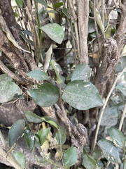 Drypetes reticulata