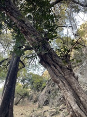 Drypetes reticulata