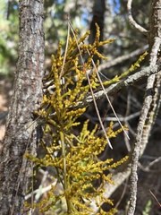 Arceuthobium littorum