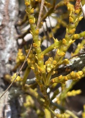 Arceuthobium littorum