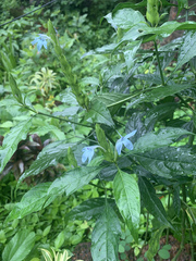Crossandra infundibuliformis