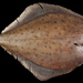 Myzopsetta ferruginea - Photo (c) Museum of Comparative Zoology, Harvard University, algunos derechos reservados (CC BY-NC-SA)