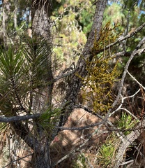 Arceuthobium littorum