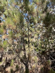 Arceuthobium littorum