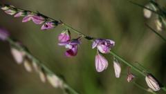 Polygala hottentotta