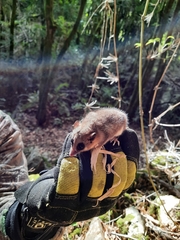 Dromiciops gliroides