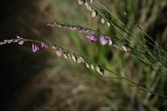 Polygala hottentotta