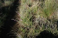 Polygala hottentotta