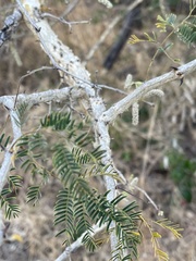 Senegalia erubescens