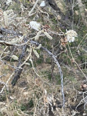 Senegalia erubescens