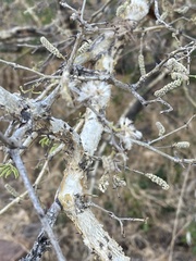 Senegalia erubescens