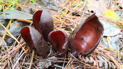 Wynnea americana
