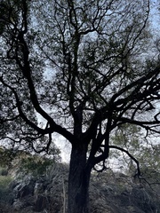 Diospyros mespiliformis