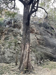 Diospyros mespiliformis