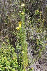 Euryops pinnatipartitus