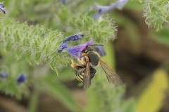 Rhodanthidium septemdentatum
