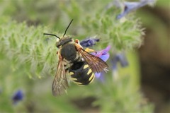 Rhodanthidium septemdentatum