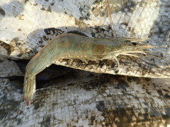 Penaeus penicillatus