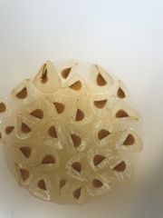 Cardiocrinum giganteum