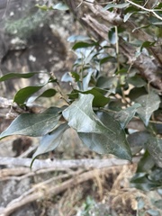 Drypetes reticulata