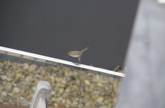 Malurus lamberti