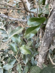 Drypetes reticulata