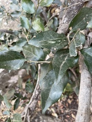 Drypetes reticulata