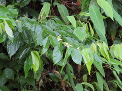 Dendrolobium triangulare