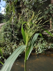 Panicum dichotomiflorum dichotomiflorum