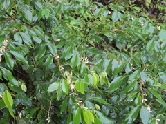 Dendrolobium triangulare