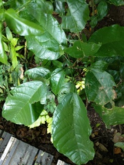 Sterculia monosperma