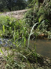 Panicum dichotomiflorum dichotomiflorum