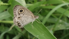 Ypthima huebneri