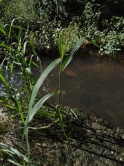 Panicum dichotomiflorum dichotomiflorum