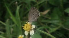 Luthrodes pandava