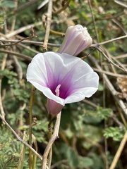 Ipomoea shirambensis