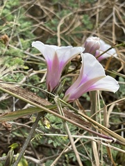 Ipomoea shirambensis