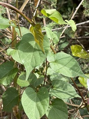 Ipomoea shirambensis
