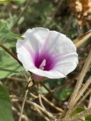 Ipomoea shirambensis