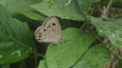 Ypthima huebneri