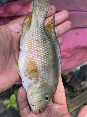 Amphilophus istlanus