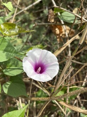Ipomoea shirambensis