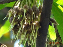 Madhuca longifolia