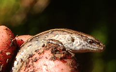 Oligosoma aeneum